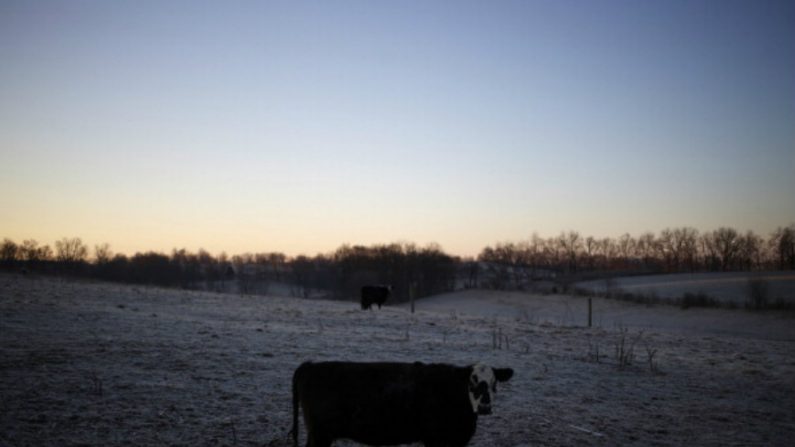 Gados e outros animais foram encontrados brutalmente mutilados, e com órgãos removidos com precisão cirúrgica em todos os estados dos EUA ao longo do século passado (Lucas Sharret/Bloomberg via Getty Images)