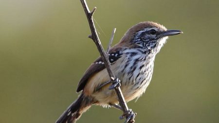 Desvendando história evolutiva do grupo mais comum de aves da Amazônia