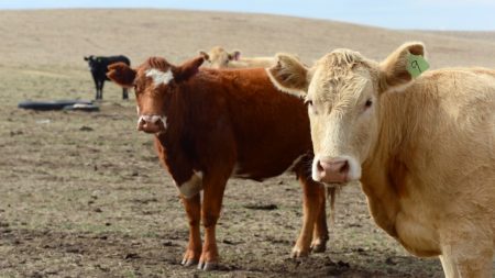 Rebanho maior no Brasil impulsionou oferta de carne em 2023, diz relatório