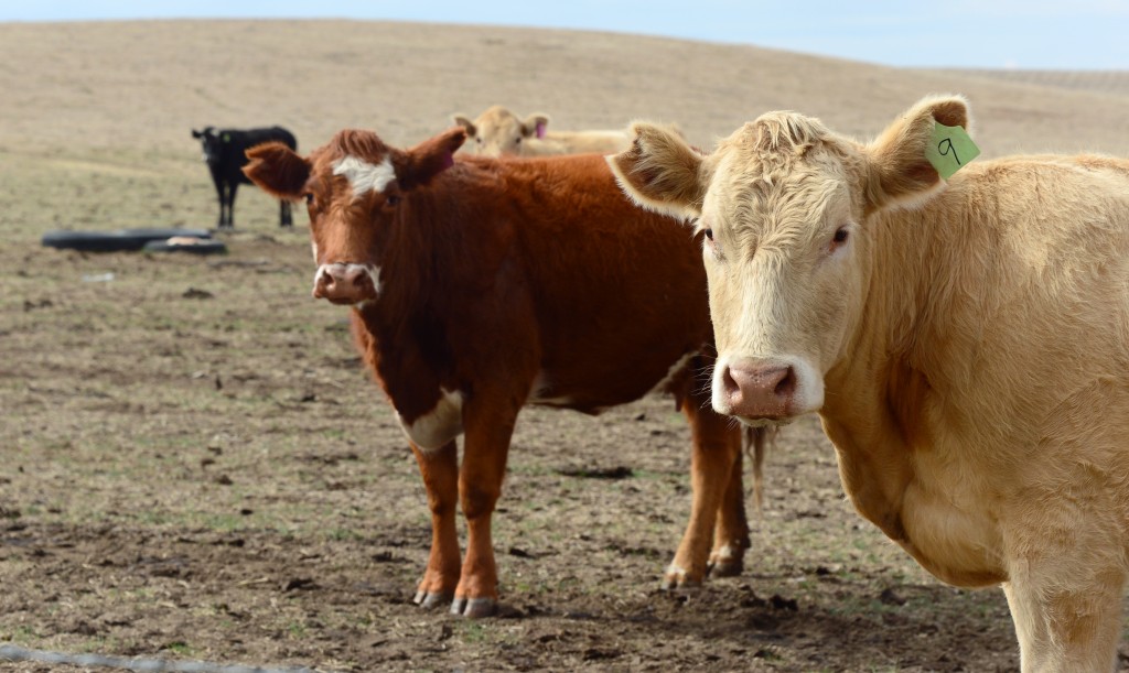 Rebanho maior no Brasil impulsionou oferta de carne em 2023, diz relatório