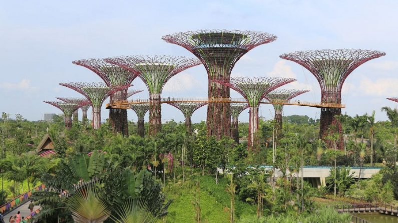 
Supertree Grove, no Gardens by the Bay (Shiny Things/CC BY 2.0)