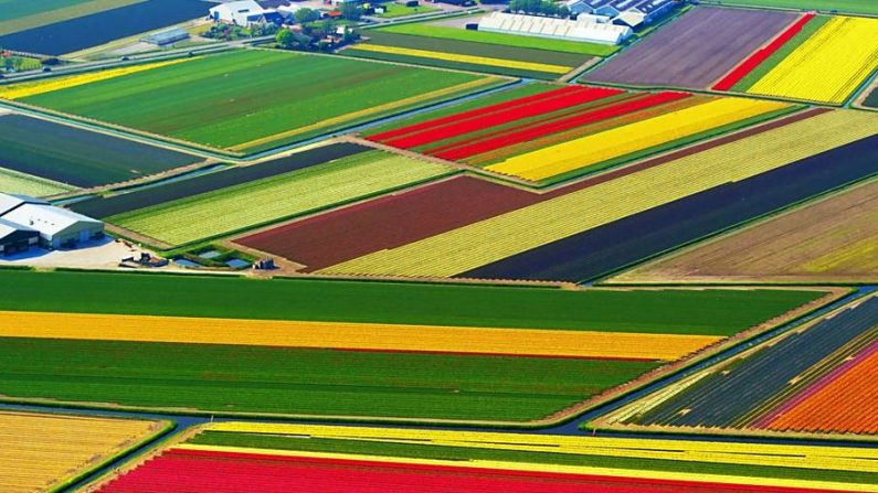 
Keukenhof, na Holanda, um mar de flores (Internet)