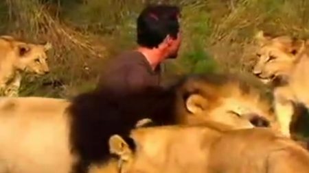 Kevin Richardson, o rei dos leões