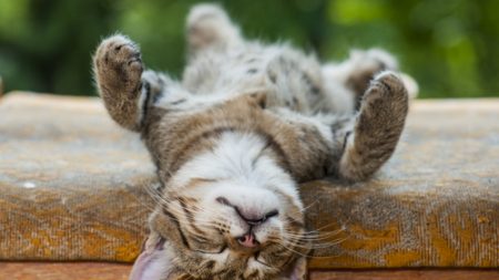 Imitação de bigodes de gato permite que robôs percebam arredores