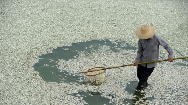 Um chinês remove peixes mortos do rio Fuhe em Wuhan, província de Hubei, Centro da China, em 3 de setembro de 2013, devido a altos níveis de amônia na água. Relatórios oficiais recentes dizem que os rios e a água subterrânea da China estão severamente poluídos (STR/AFP/Getty Images)