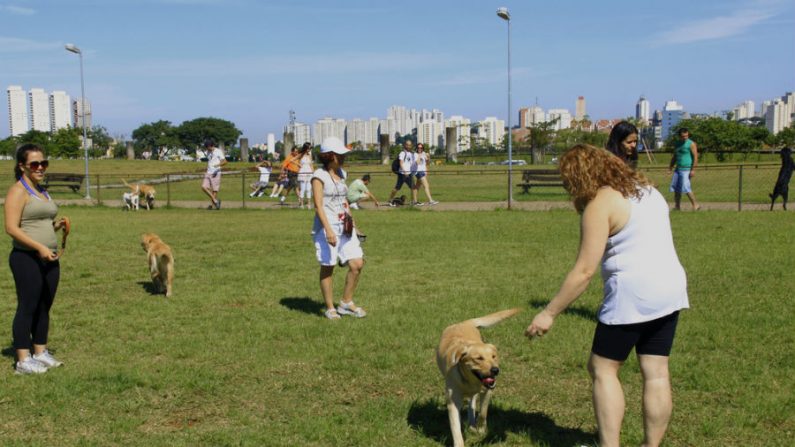 Parque Villa-Lobos recebe aulas de adestramento de cães aos finais de semana (Divulgação)