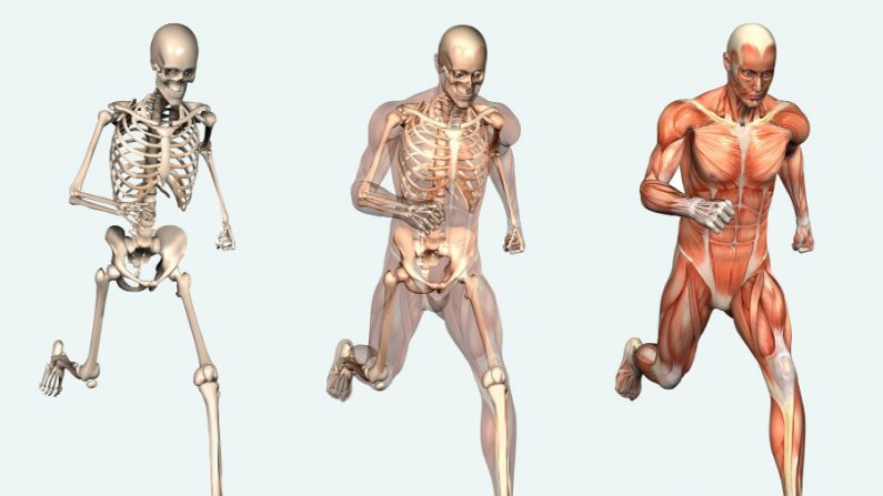 O corpo humano, uma máquina maravilhosa (Internet)