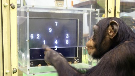 A incrível memória fotográfica dos chimpanzés