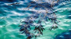 Alga Kelp: uma das plantas mais úteis do mundo