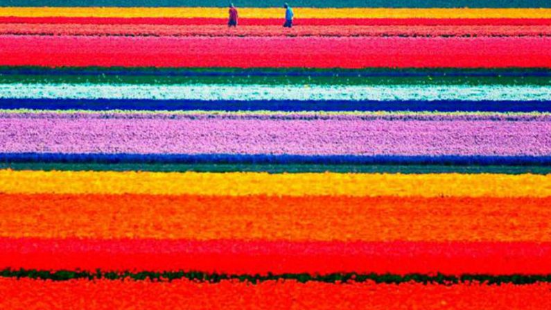 Campos de Tulipas, Países Baixos (Allard Schager)