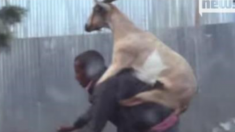 Vídeo de ciclista dando carona para cabra se torna viral