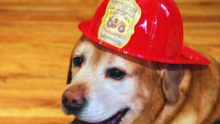 Confira como cachorros defendem o garoto da punição da mãe