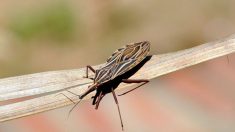 USP desenvolve nova substância para tratar doença de Chagas
