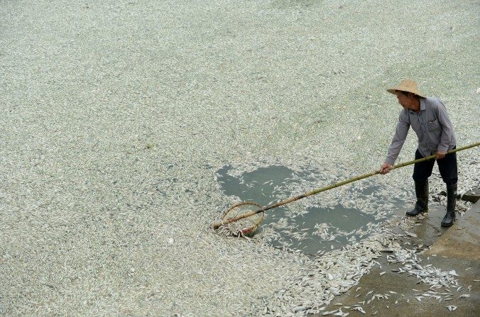 Um chinês limpa os peixes mortos no rio Fuhe em Wuhan, na província central chinesa de Hubei, 3 de setembro de 2013. Um relatório recente, publicado pela província de Hebei, detalha a séria poluição da água na região (STR/AFP/Getty Images)