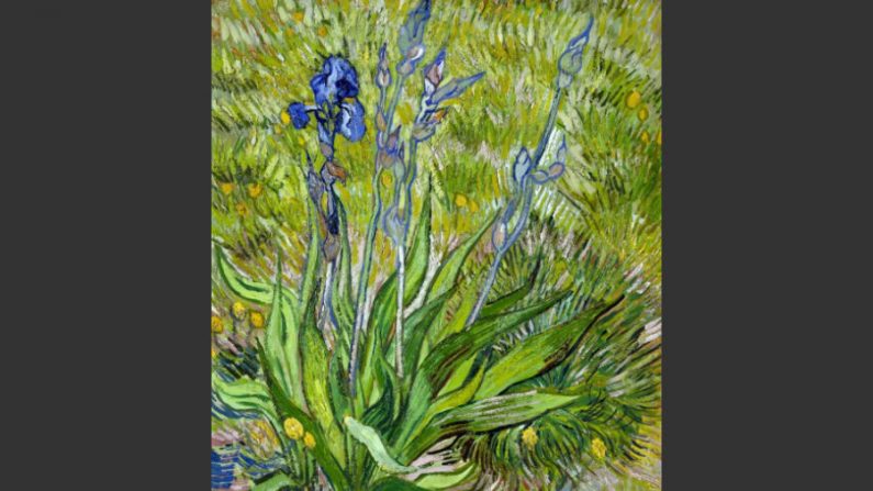 ‘Iris’, pintura de Vicent Van Gogh de 1889 (Cortesia Nacional da Galeria do Canadá)