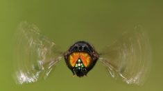 Sensor identifica insetos através do batimento das asas