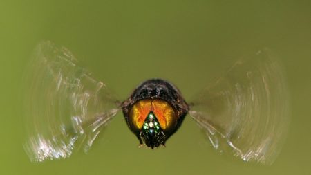 Sensor identifica insetos através do batimento das asas