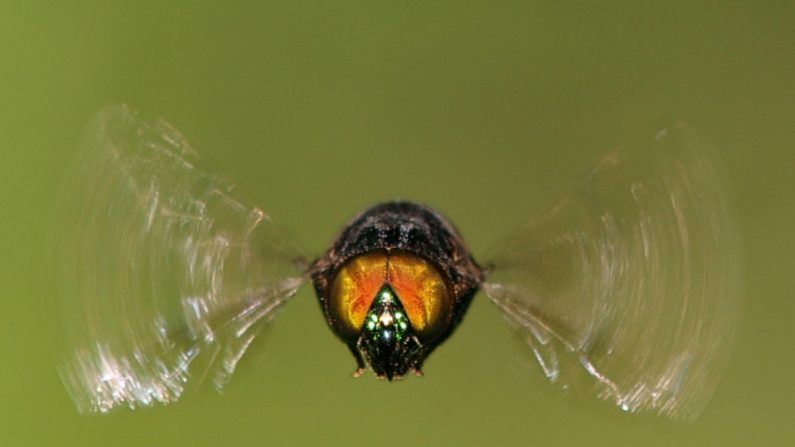 Desenvolvido na USP de São Carlos, dispositivo identifica mosquitos transmissores da dengue e da febre amarela, além de pragas agrícolas, de forma mais rápida, barata e precisa (Internet)