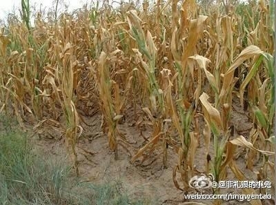 A pior seca em seis décadas atingiu a província de Liaoning, no Norte da China, o que está arruinando as famílias de agricultores da região (Weibo.com)