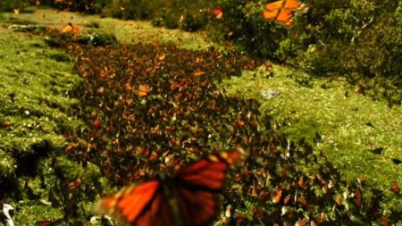 Vídeo mostra exuberante beleza da natureza