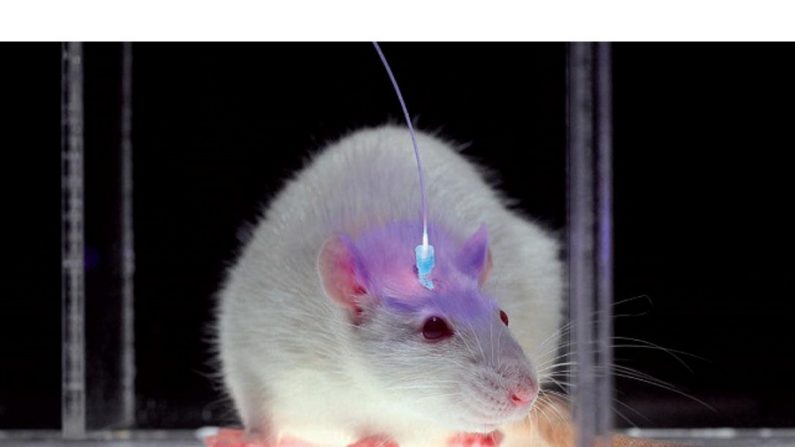 Um rato com um implante optogenético (Internet)
