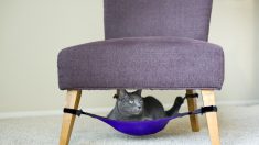 Ideias: Confortável rede-cama para seu gato