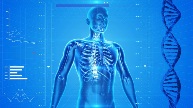 Esqueleto humano (Reprodução Google Image)
