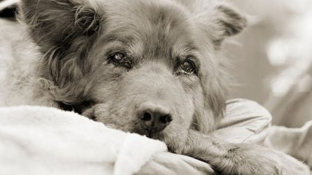 Projeto fotográfico mostra animais em fase final de suas vidas