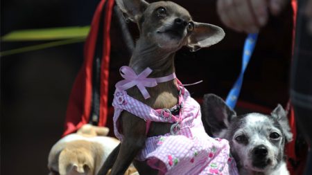 Encontre um lar temporário para seu cachorro e viaje tranquilo