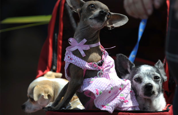 Site serve como classificados virtual de babás de cachorro (Getty Images)