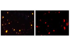 Nanotermômetro luminescente é desenvolvido por pesquisadores europeus