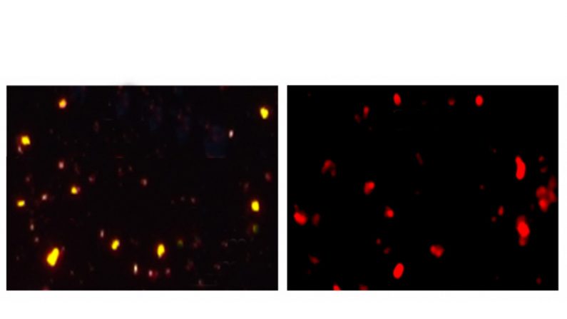 Dispositivo poderá ser utilizado para mapear a temperatura em nível molecular e auxiliar no tratamento de câncer (imagens: divulgação)