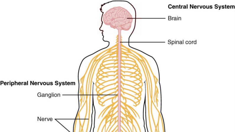 Acima: diagrama do sistema nervoso (OpenStax College/Wikimedia Commons). Dado que, de acordo com a ciência, as dores só podem ser sentidas através do sistema nervoso, como a pessoa amputada sente a dor fantasma?