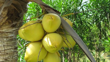 Kefir de água de coco: uma bebida altamente salutar