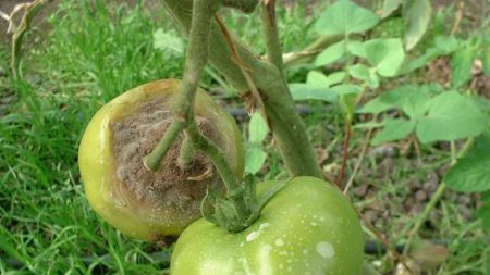 Monsanto é acusada de fraude em patente de tomate