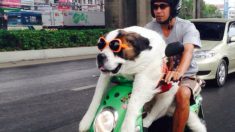 Veja por que andar de moto na Tailândia não é como em qualquer outro lugar (+Fotos)