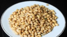 O mito da soja saudável: os prejuizos da soja para a saúde
