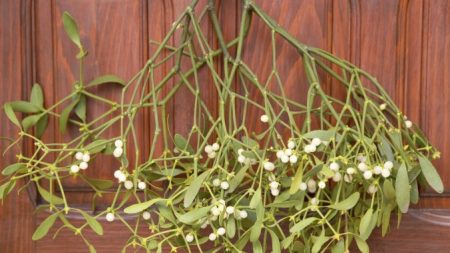 Plantas natalinas têm propriedades medicinais