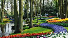 Jardim Keukenhof, um espetáculo de cores