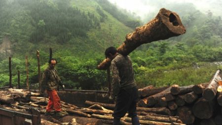 Enorme desmatamento na China ameaça lar dos pandas gigantes