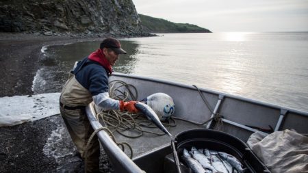 Salmão é primeiro animal OGM aprovado a ser vendido nos EUA