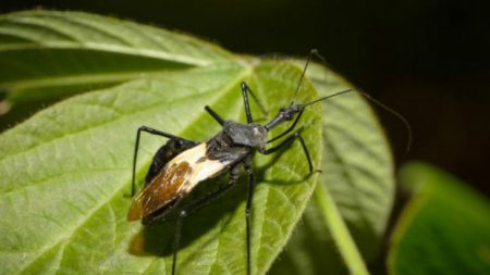 Composto de planta da Mata Atlântica combate leishmaniose e Chagas