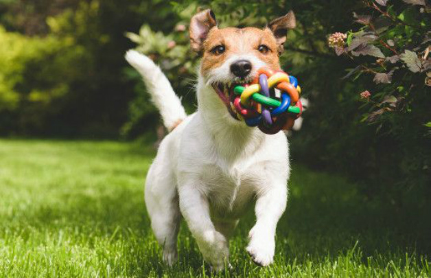 A mordida e o posterior contato com a saliva de um cão doente podem causar raiva (Thinkstock)