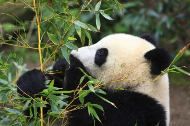 O panda poderá estar extinto em duas ou três gerações (Sons dos Animais)