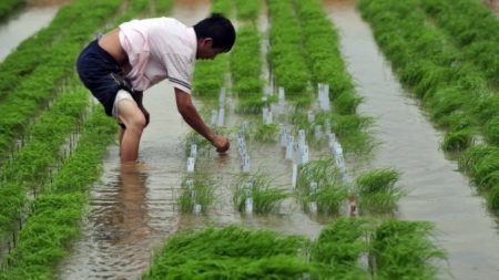 China precisa do governo fora da economia para avançar, afirma especialista