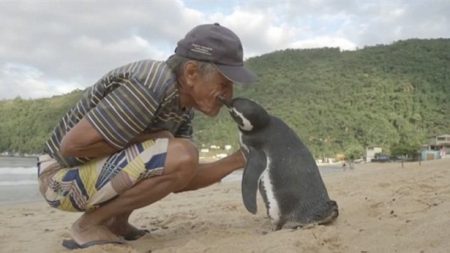 Pinguim nada 8 mil km para reencontrar homem que salvou sua vida