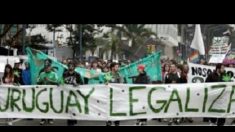 Legalização da maconha não diminuiu tráfico no Uruguai, diz autoridade