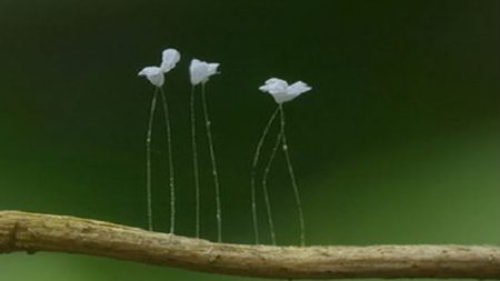 Udumbara: você já avistou essa pequena e divina flor em algum lugar?