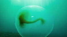 Bolas gelatinosas gigantes e misteriosas foram descobertas na costa da Noruega
