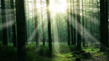 Lei que viabiliza investimentos maiores em silvicultura é finalmente sancionada